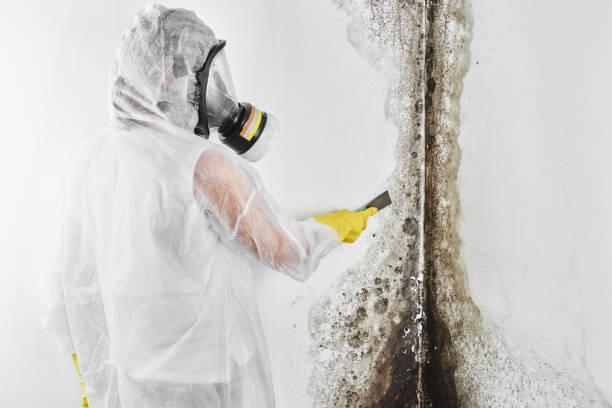 Best Commercial Mold Remediation in Keasbey, NJ