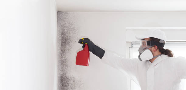 Best Crawl Space Mold Remediation in Keasbey, NJ
