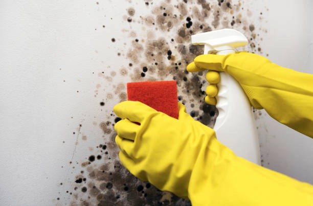 Best Mold Testing and Inspection Services in Keasbey, NJ